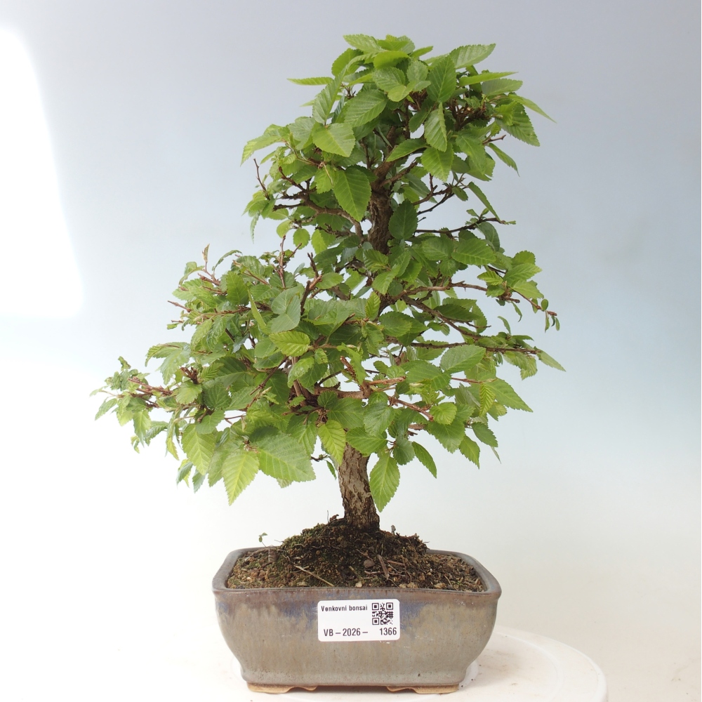 Kültéri bonsai -Carpinus CARPINOIDES - Koreai gyertyánfa