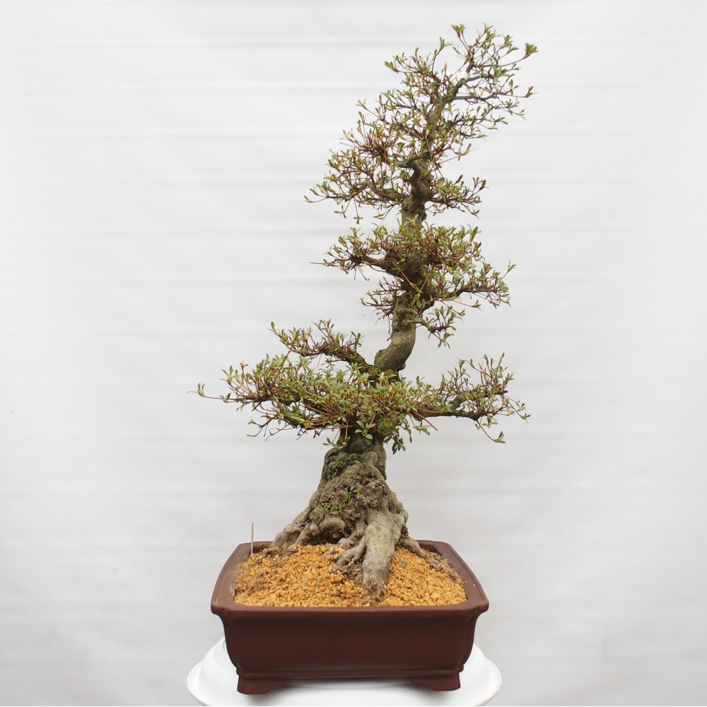 Kültéri bonsai - Japán azálea - Azálea Hekinan-no-Tsuki