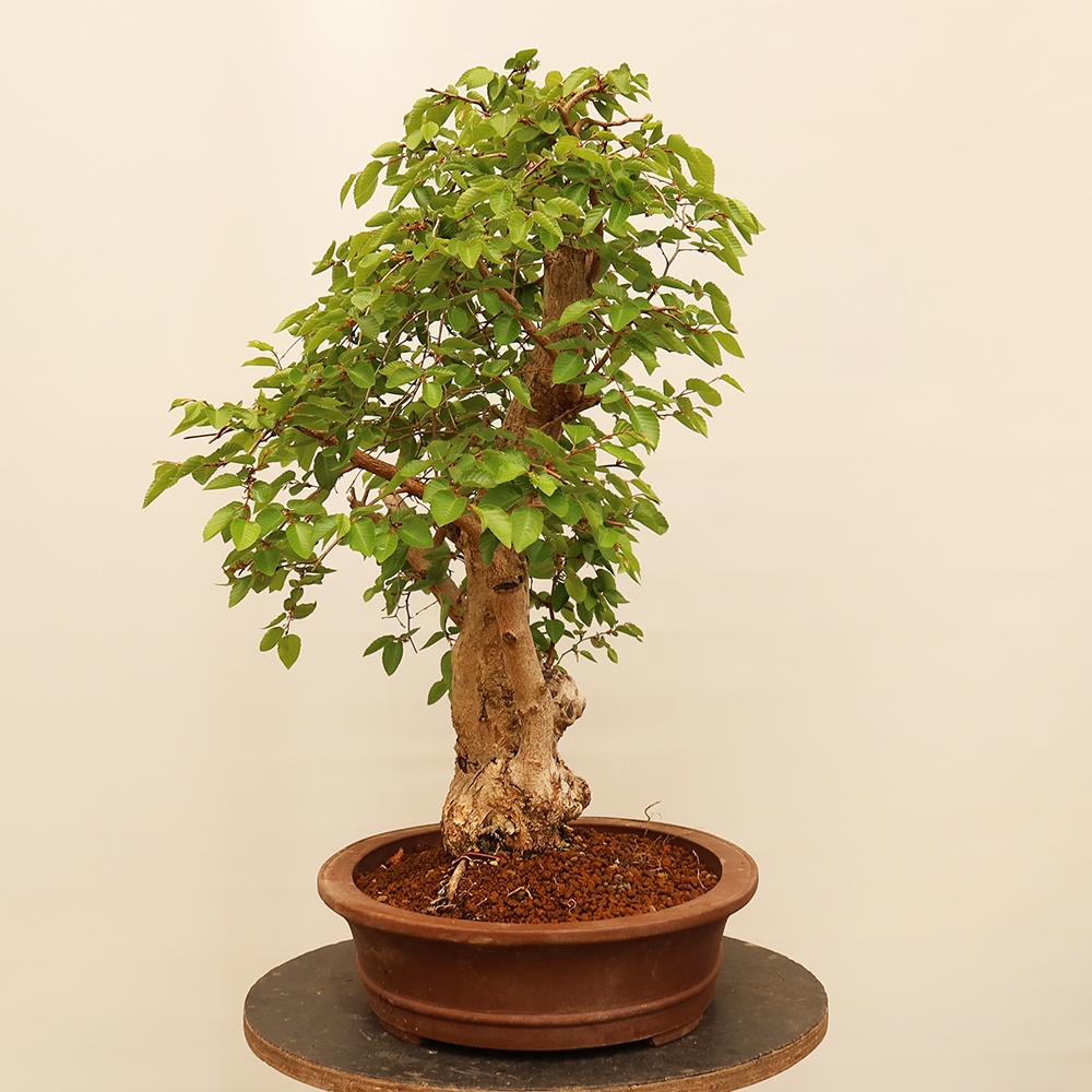 Kültéri bonsai -Carpinus Coreana - Koreai gyertyánfa