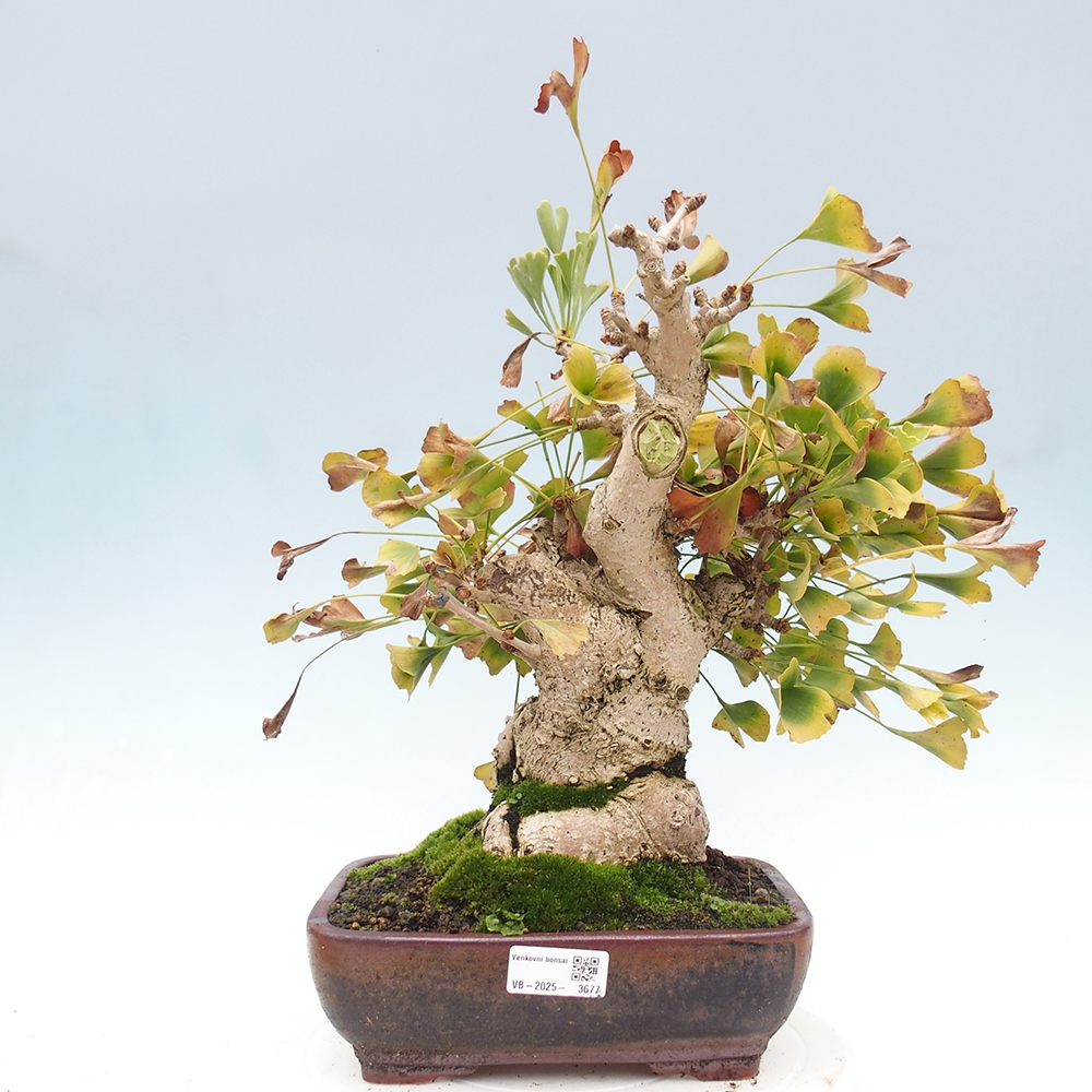 Kültéri bonsai - Ginkgo biloba - Ginkgo biloba