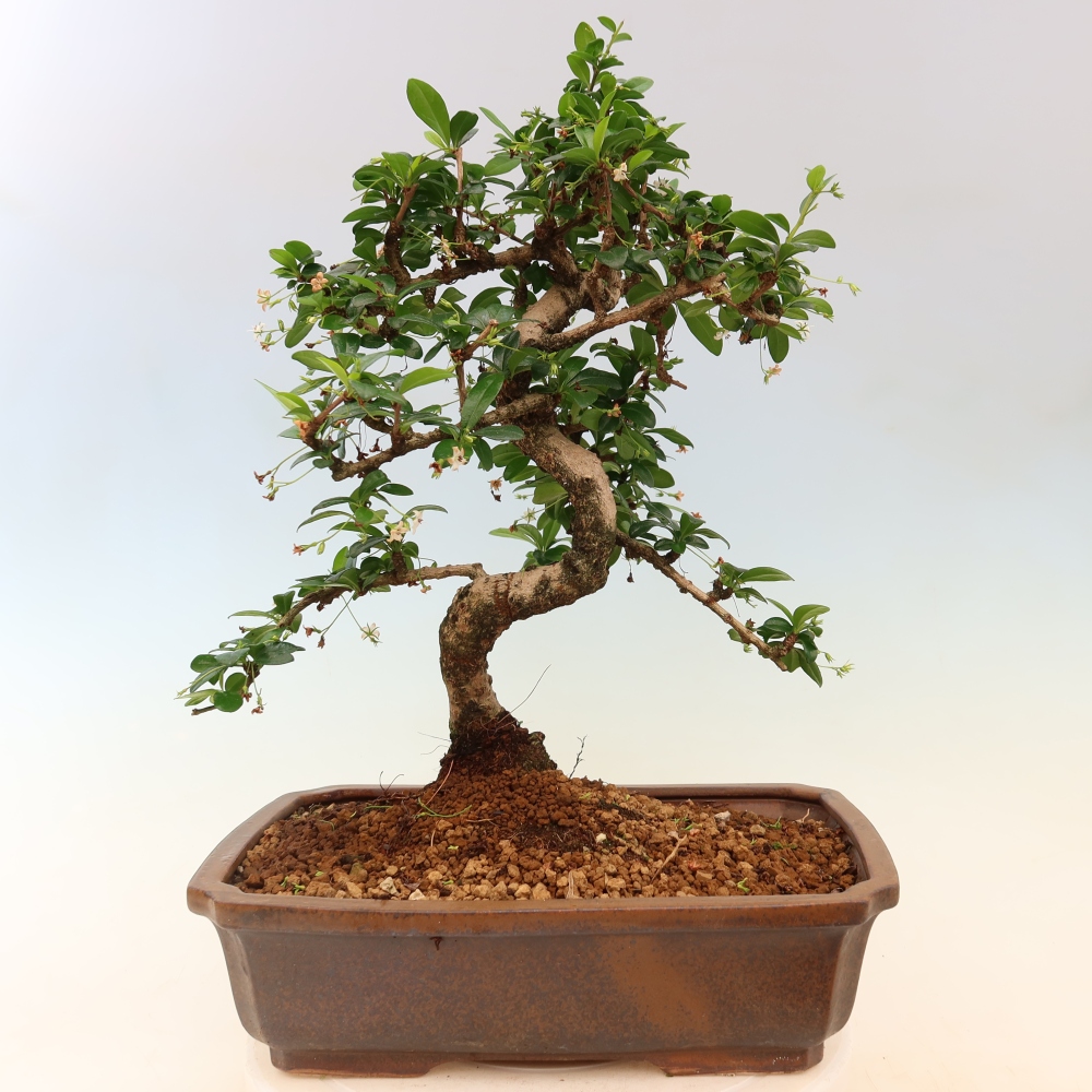 Szobai bonsai - Carmona macrophylla - Tea fuki