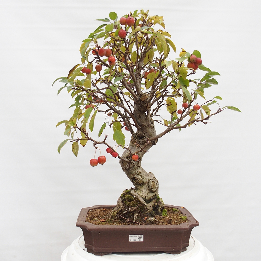 Kültéri bonsai -Malus halliana - Kis gyümölcsű almafa