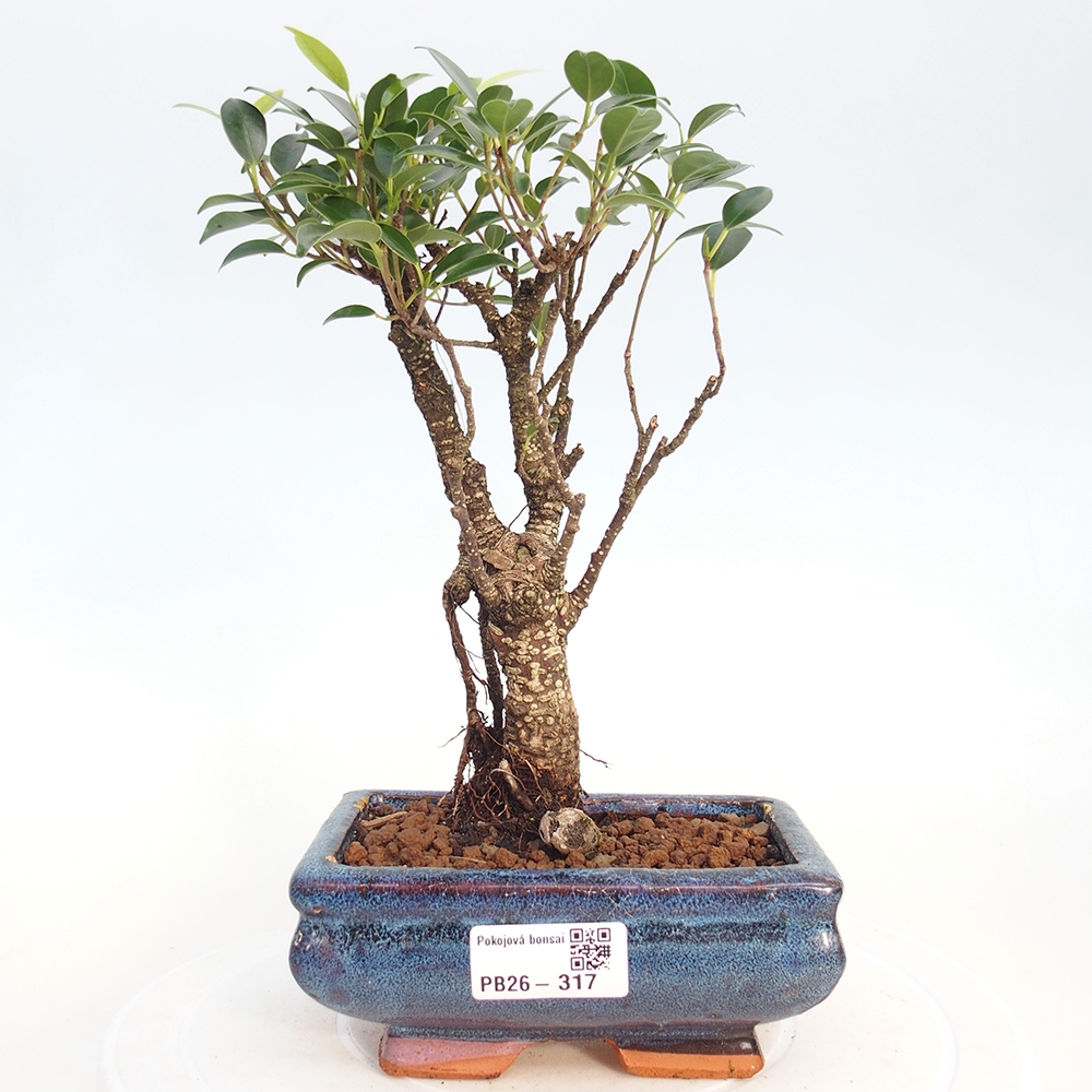 Szobai bonsai - Ficus retusa - kislevelű fikusz
