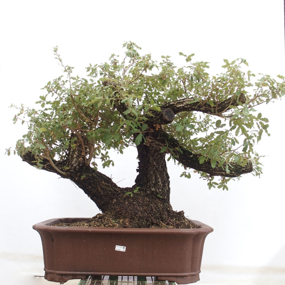 Yamadori - Quercus Ilex - Tölgy magyal