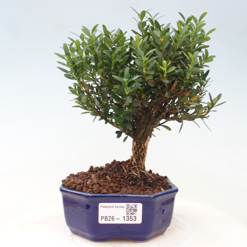 Szobai bonsai - Buxus harlandii - parafa buxus