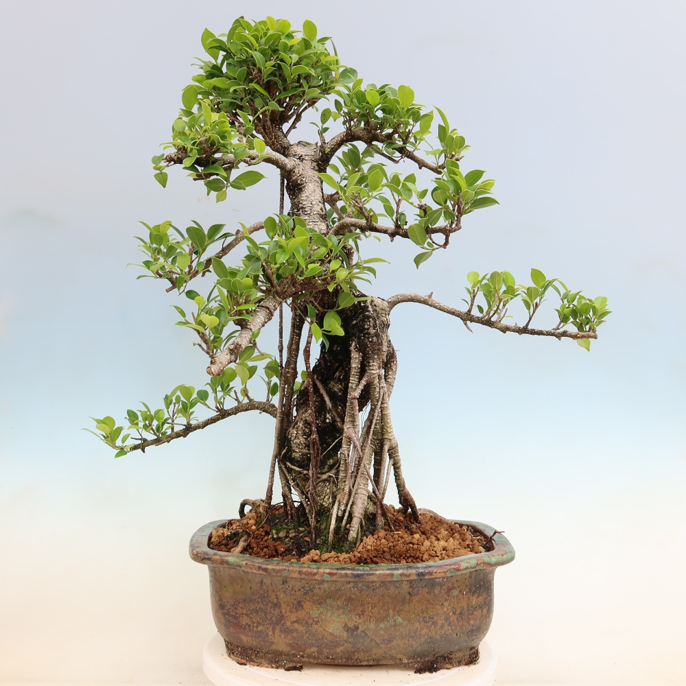 Szobai bonsai - Ficus kimmen - kislevelű fikusz