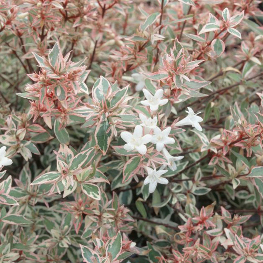 Kültéri bonsai – Abelia gr. Confetti – Nagyvirágú abélia