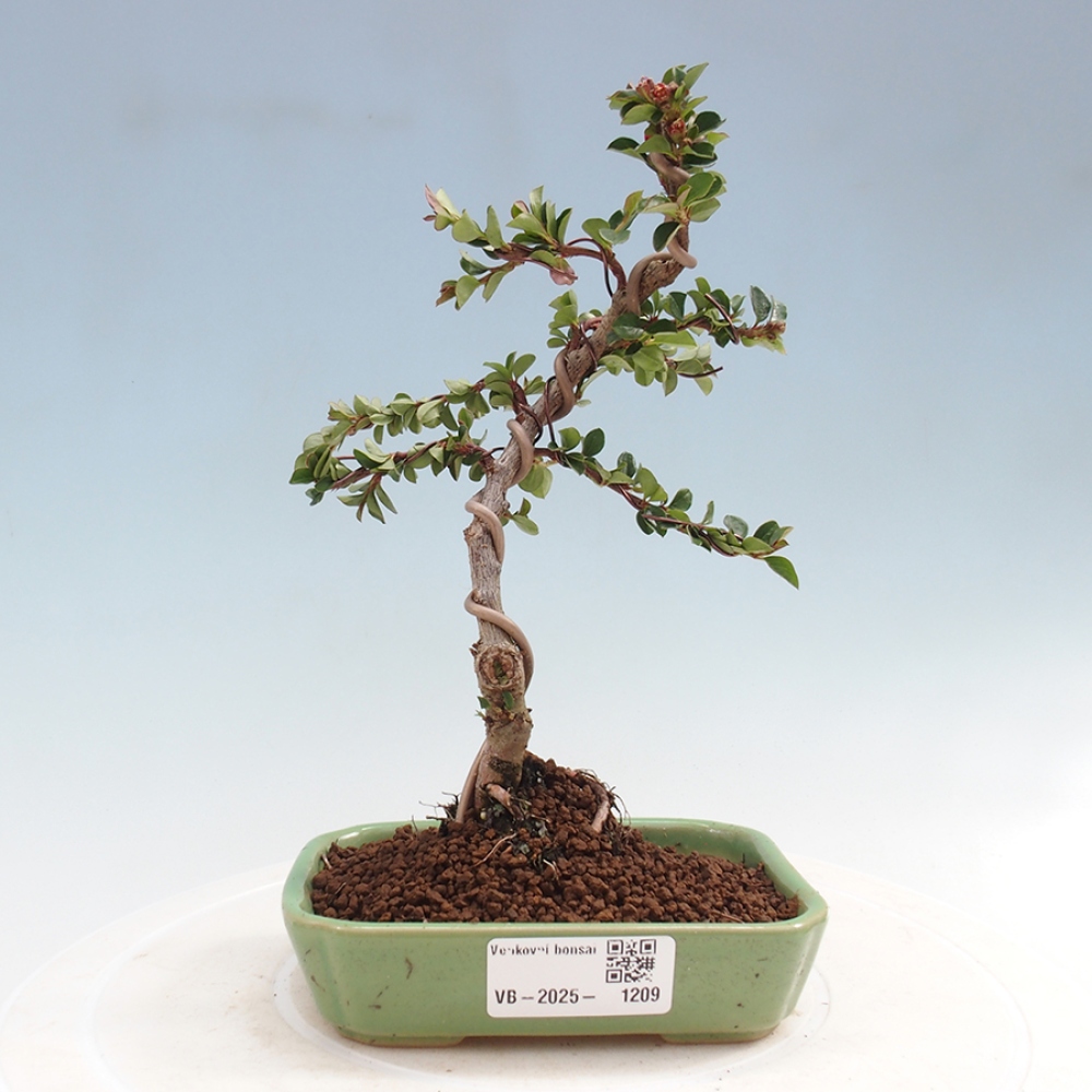 Kültéri bonsai - Cotoneaster horizontalis - Rocky Mountain