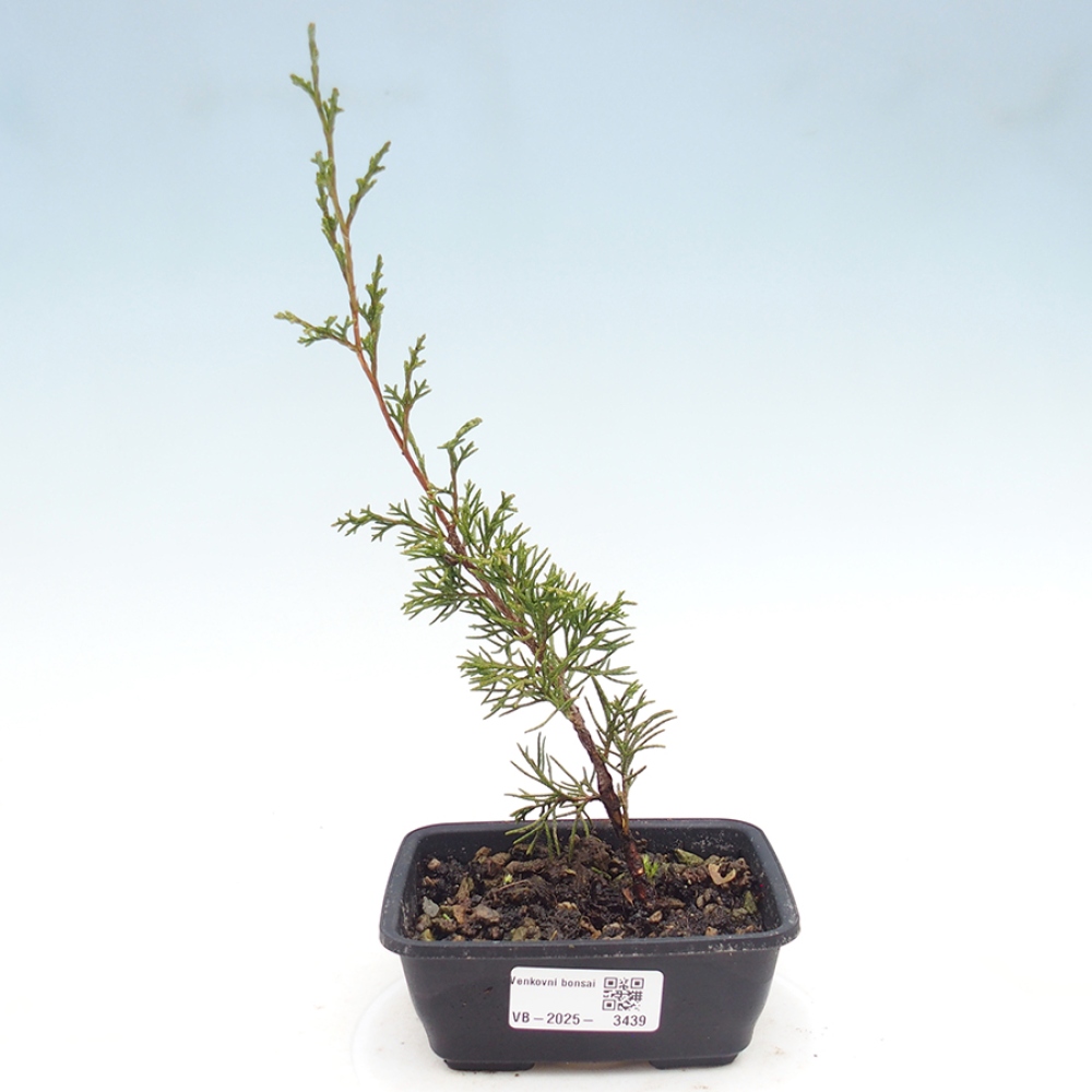 Kültéri bonsai - Juniperus chinensis Itoigawa