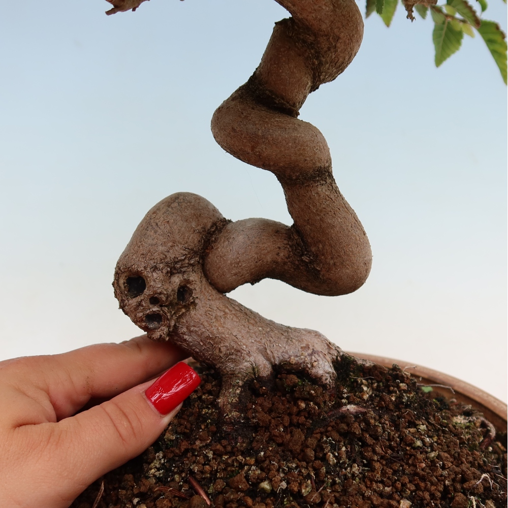 Kültéri bonsai -Carpinus Coreana - Koreai gyertyánfa