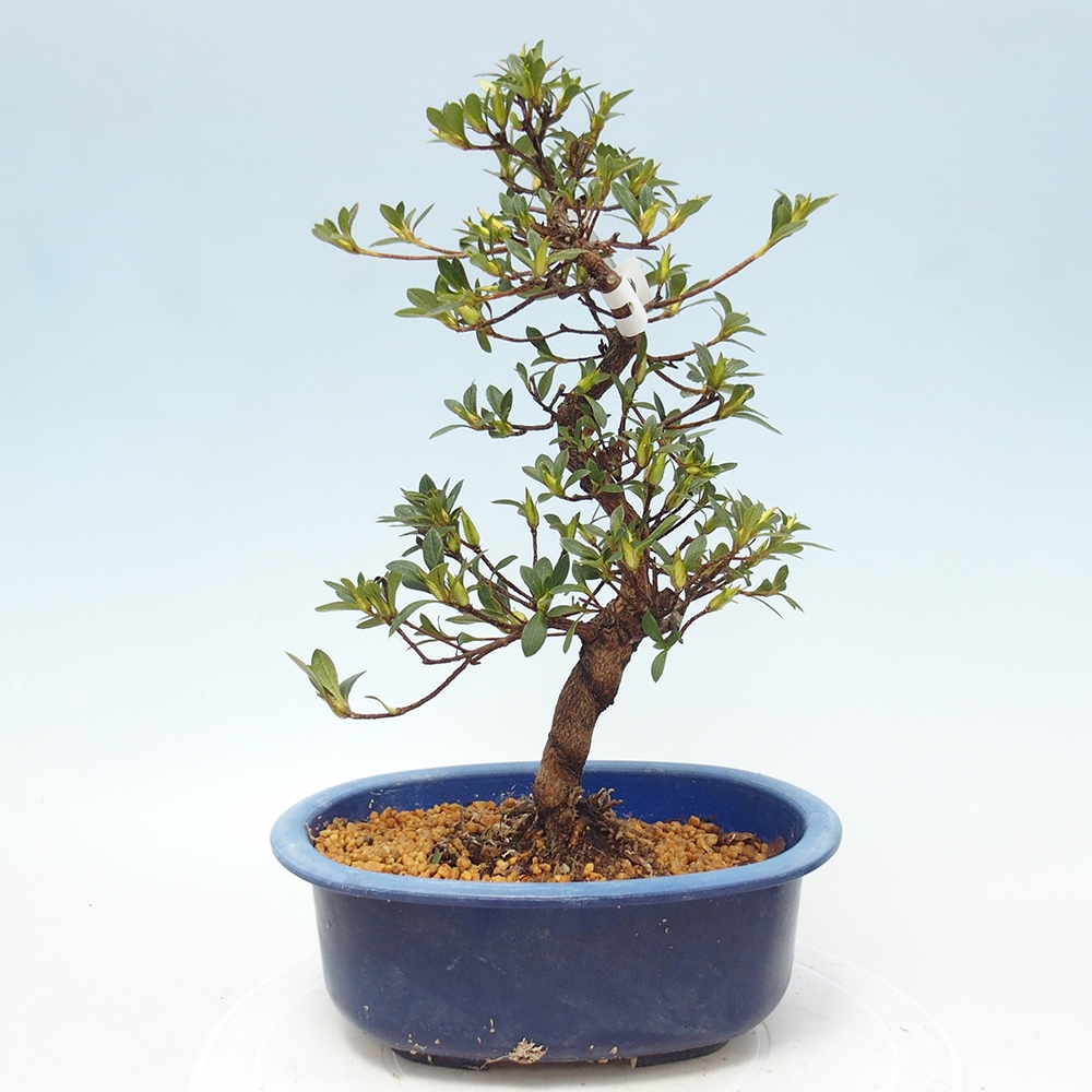 Kültéri bonsai - Japán azálea - Azálea kéz