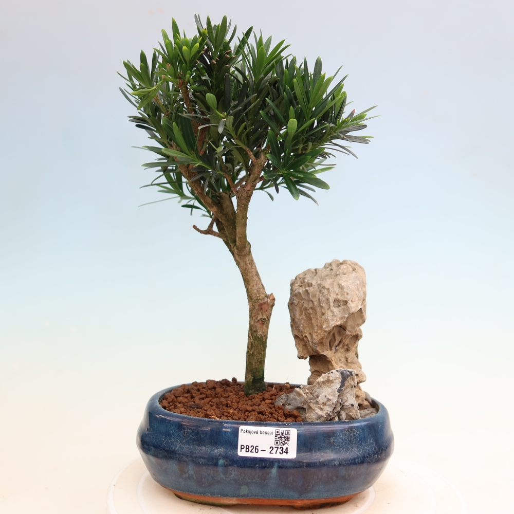 Szobai bonsai - Podocarpus - Kőtiszafa