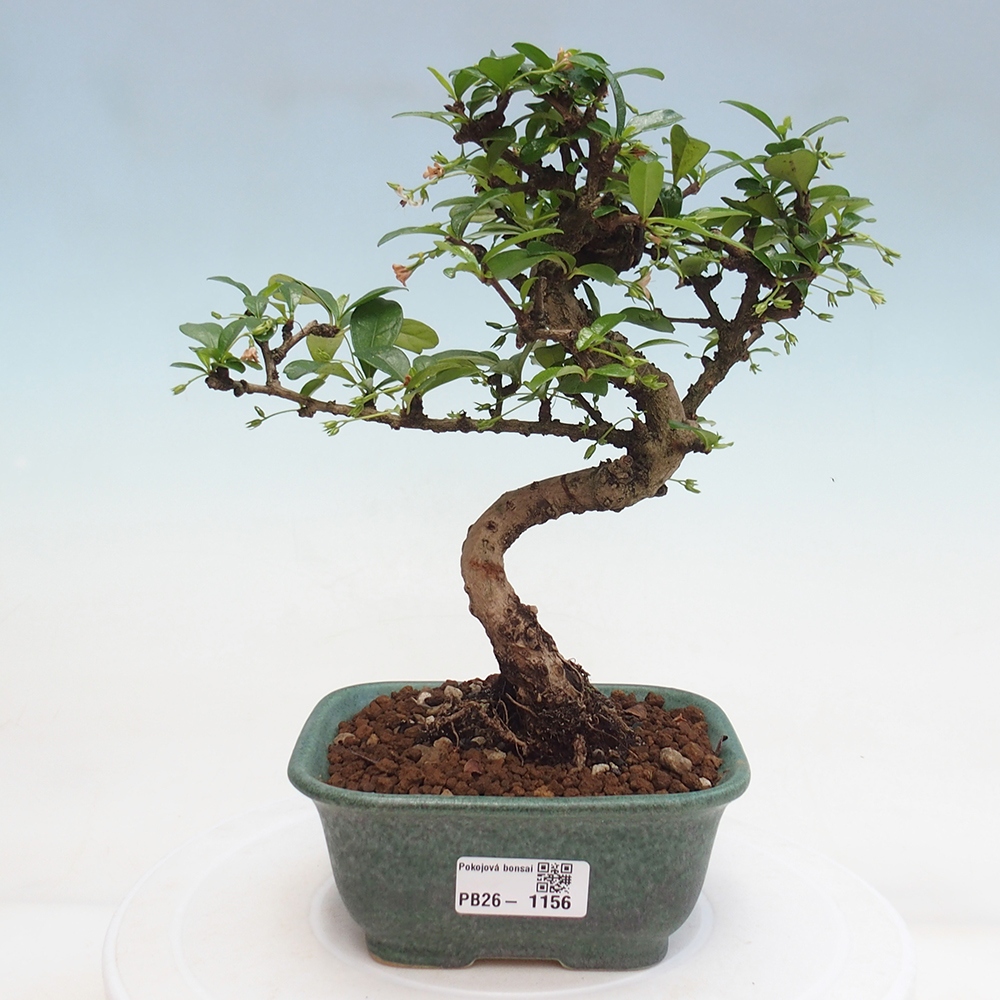 Szobai bonsai - Carmona macrophylla - Tea fuki