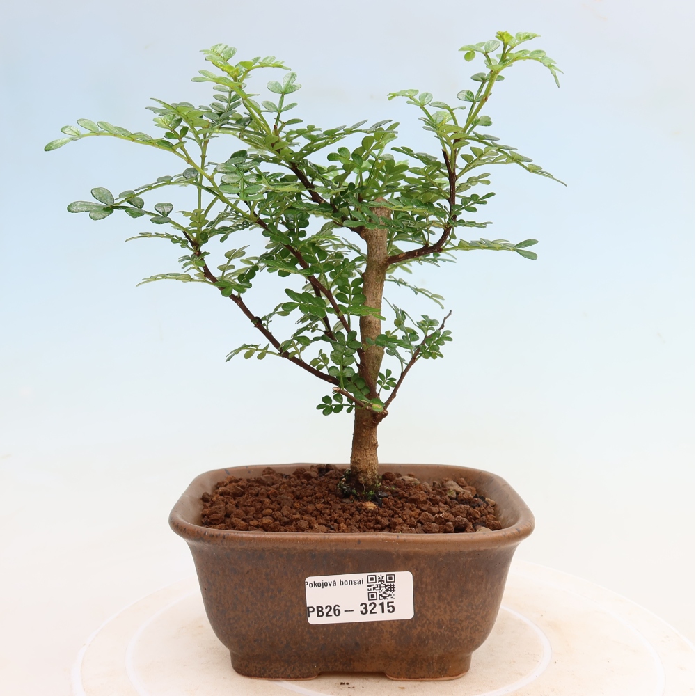 Szobai bonsai - Zantoxylum piperitum - borsfa