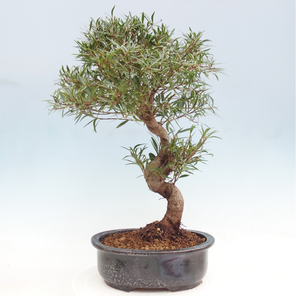 Szobai bonsai - Ficus nerifolia - kislevelű fikusz