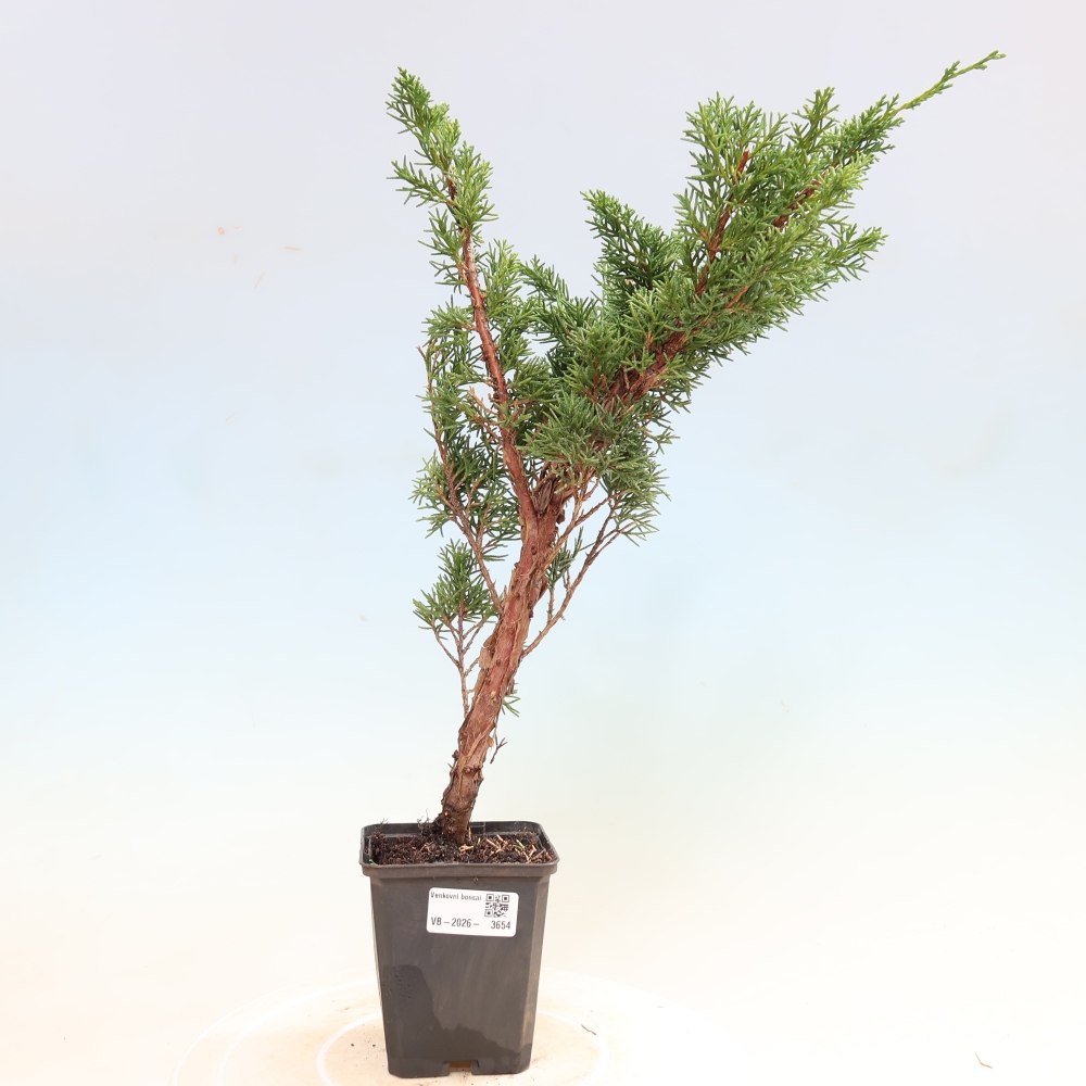 Kültéri bonsai - Juniperus chinensis Kishu