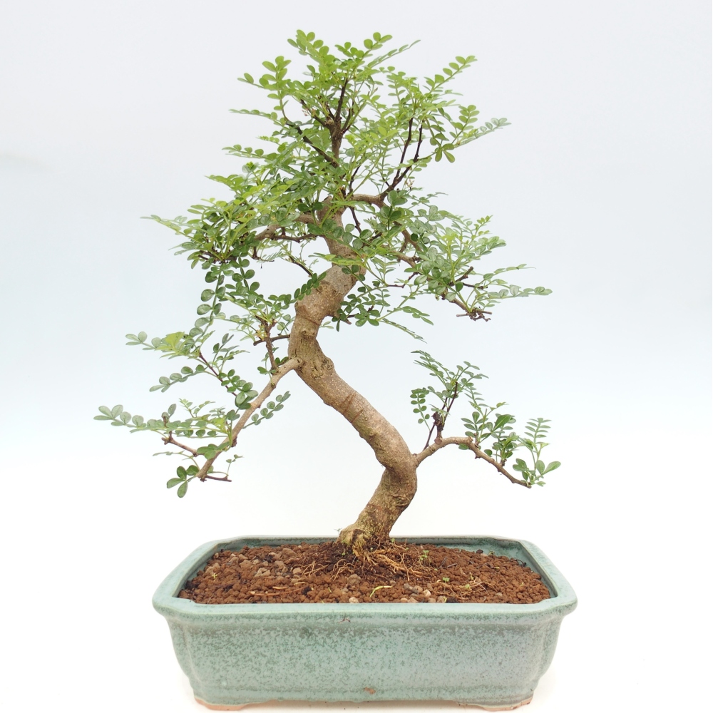 Szobai bonsai - Zantoxylum piperitum - borsfa