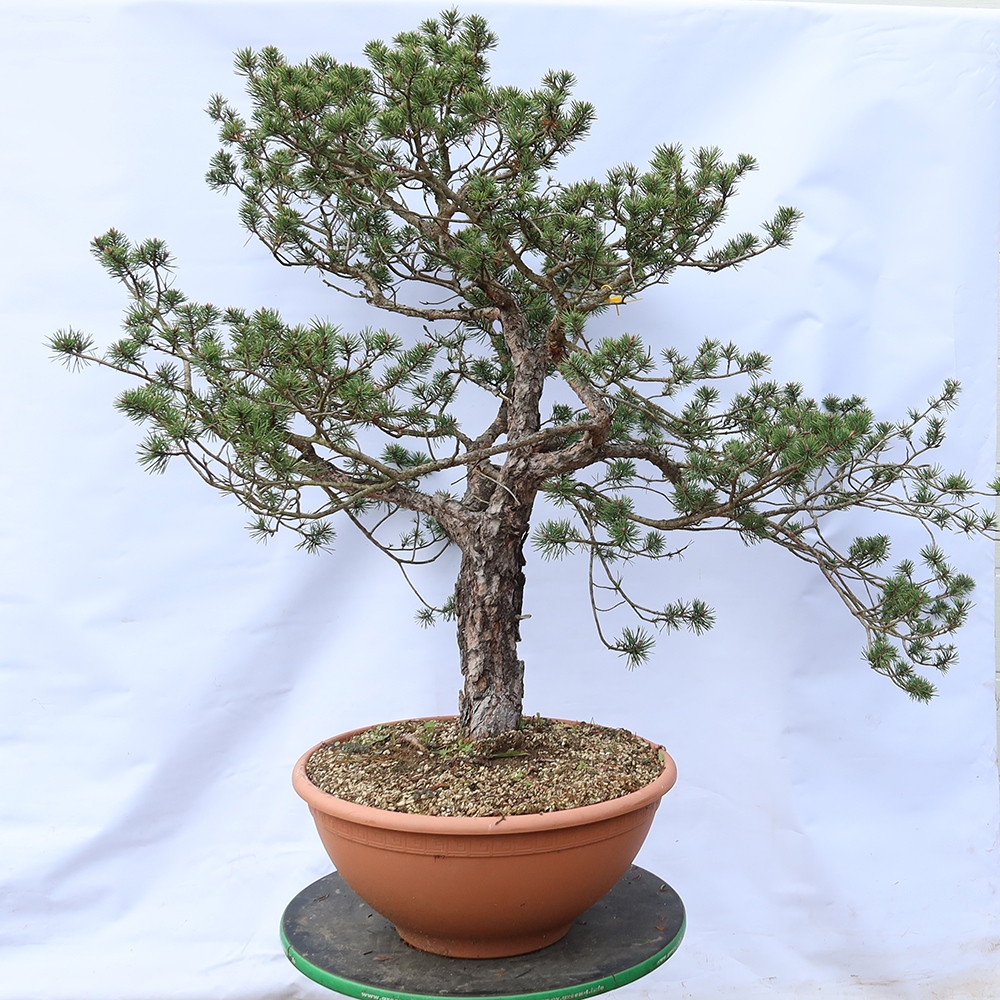 Pinus sylvestris Spanyolország – erdei fenyő