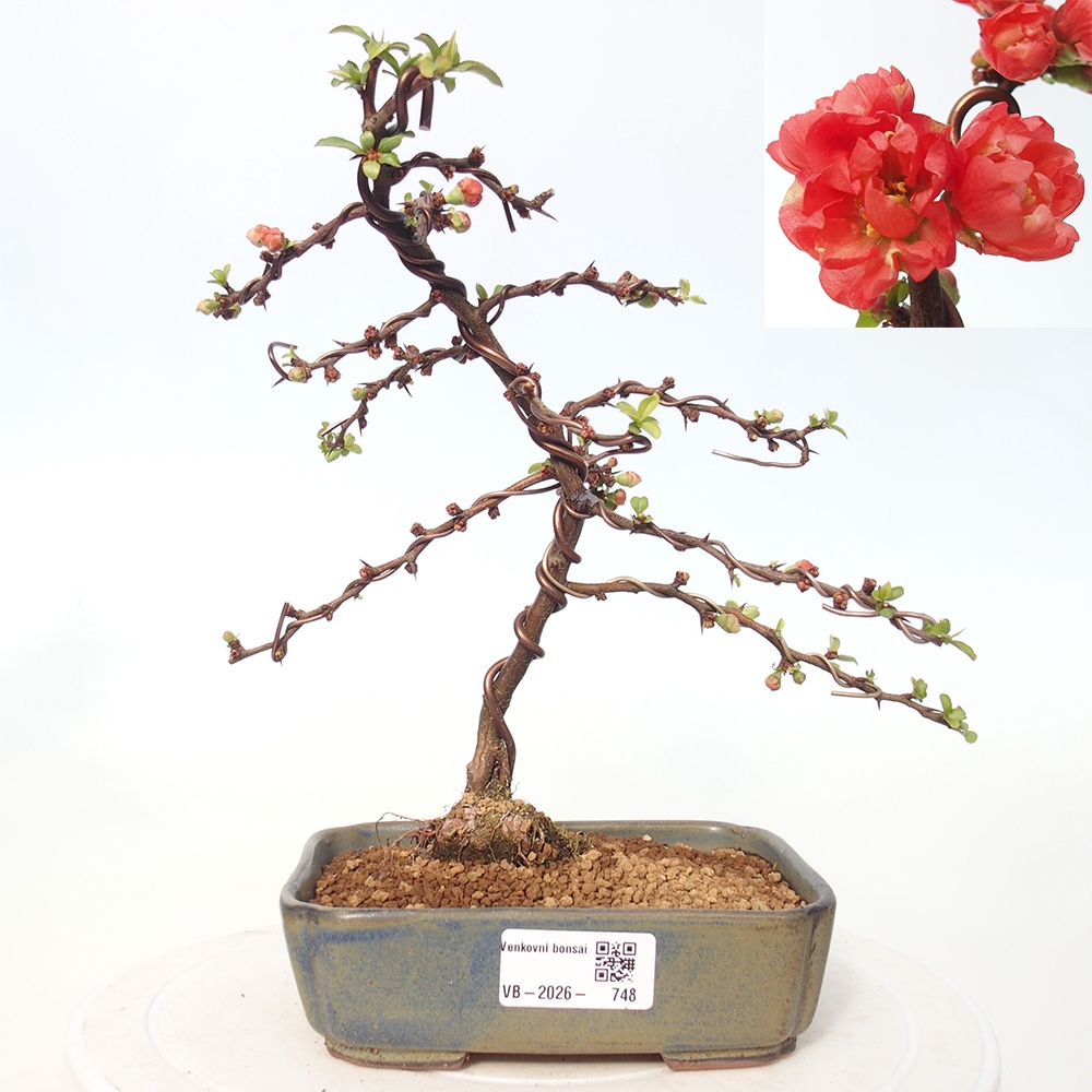 Kültéri bonsai - Chaneomeles s. Red Joy - birs