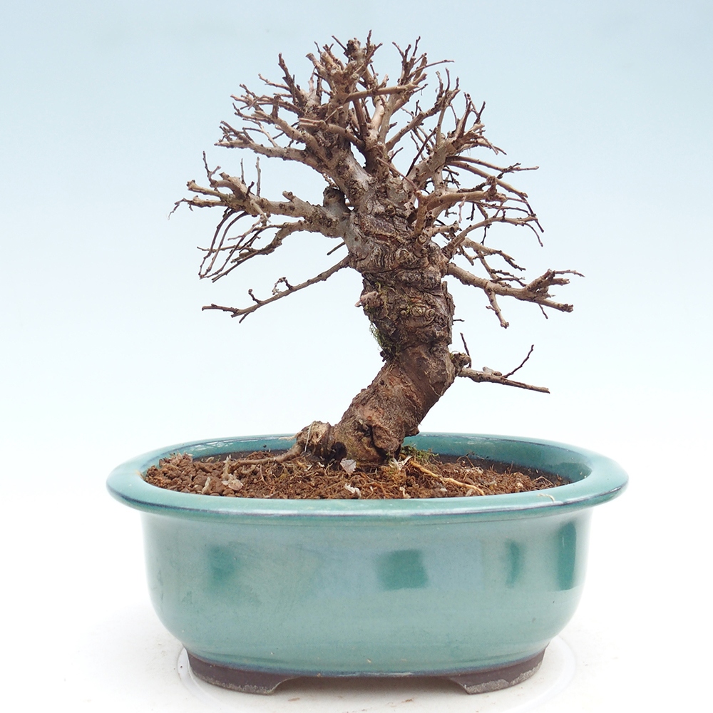Kültéri bonsai - Zelkova - Zelkova NIRE