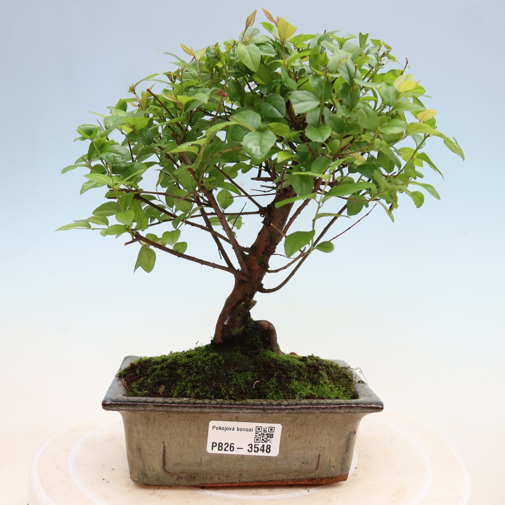 Szobai bonsai - Sageretia thea - Sageretia thea