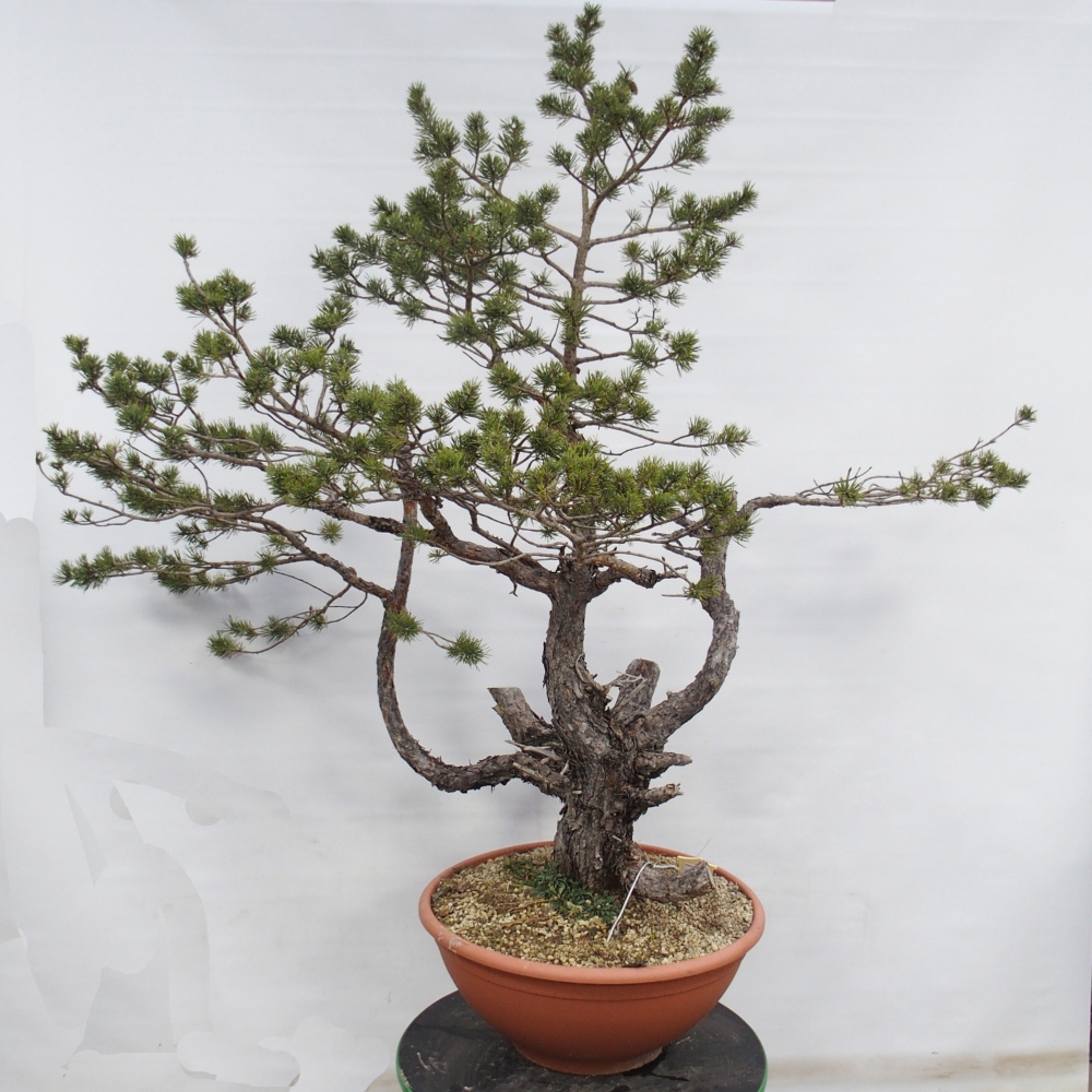 Yamadori - Pinus sylvestris Spanyolország