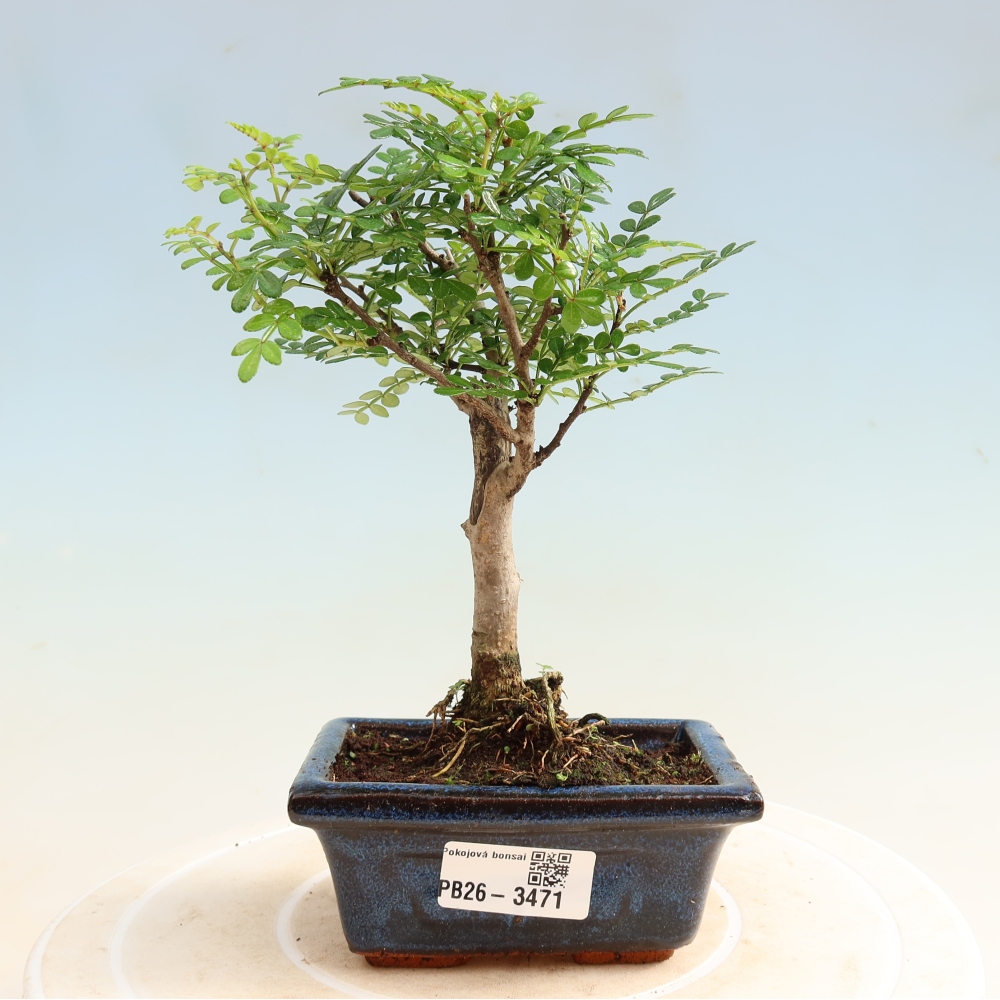 Szobai bonsai - Zantoxylum piperitum - borsfa