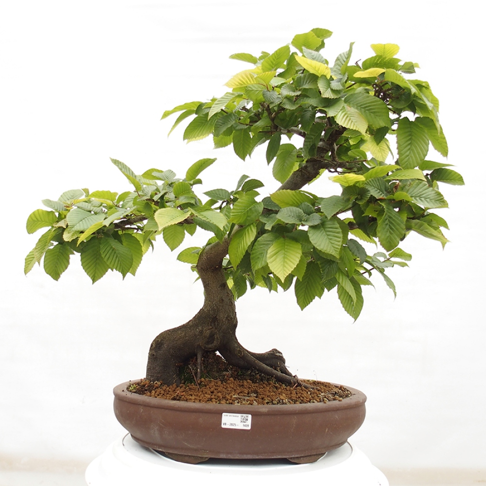 Kültéri bonsai - gyertyán - Carpinus betulus