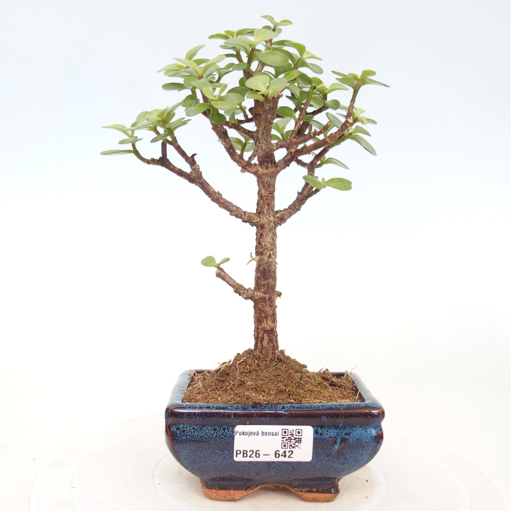 Szoba bonsai - Portulakaria Afra - Tlustice