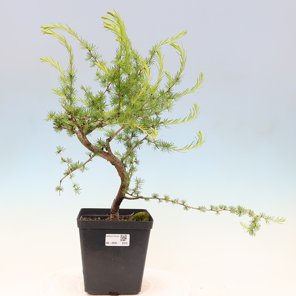 Kültéri bonsai - Larix decidua - vörösfenyő