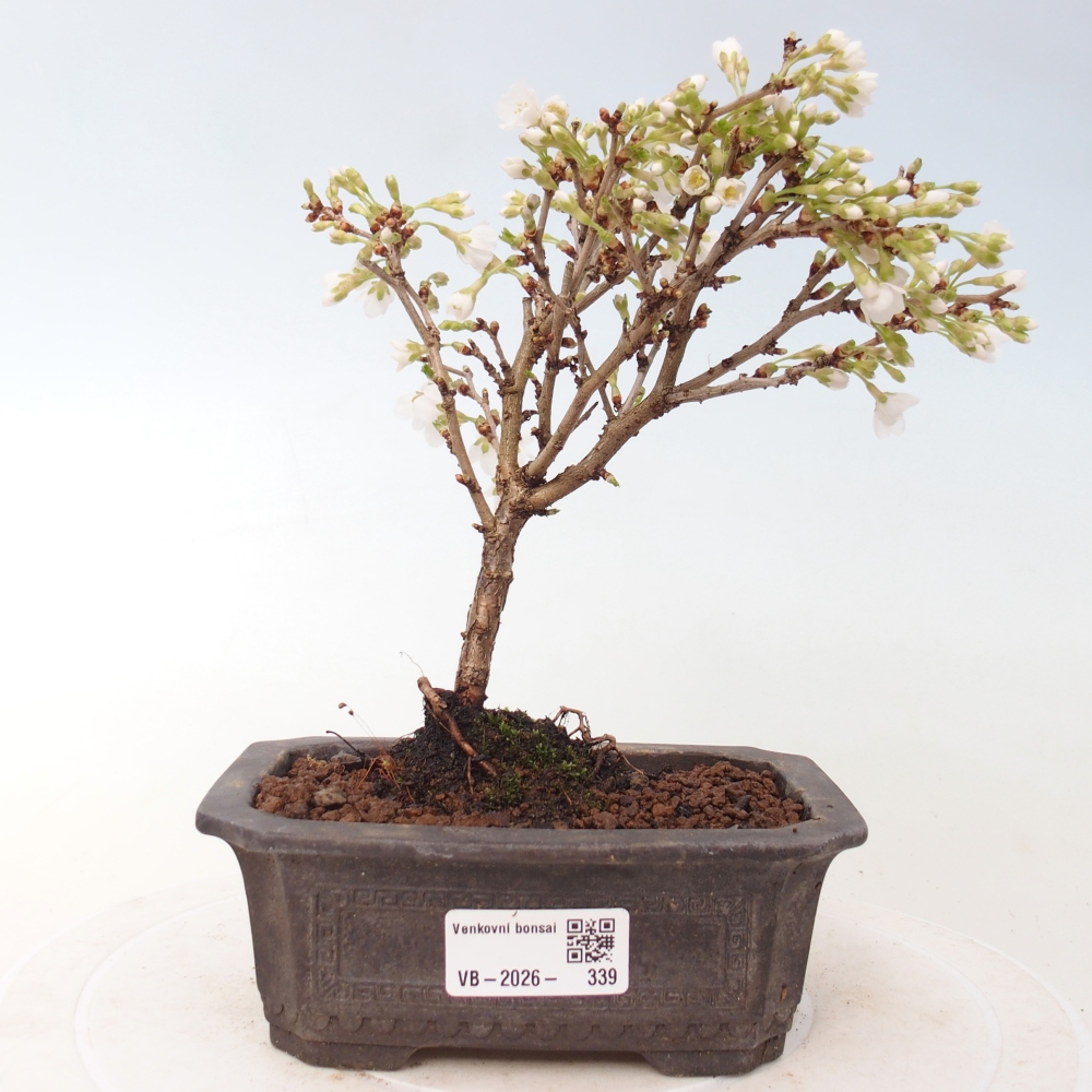 Kültéri bonsai - Prunus incisa Kojou-no mai-Plivon kivágva