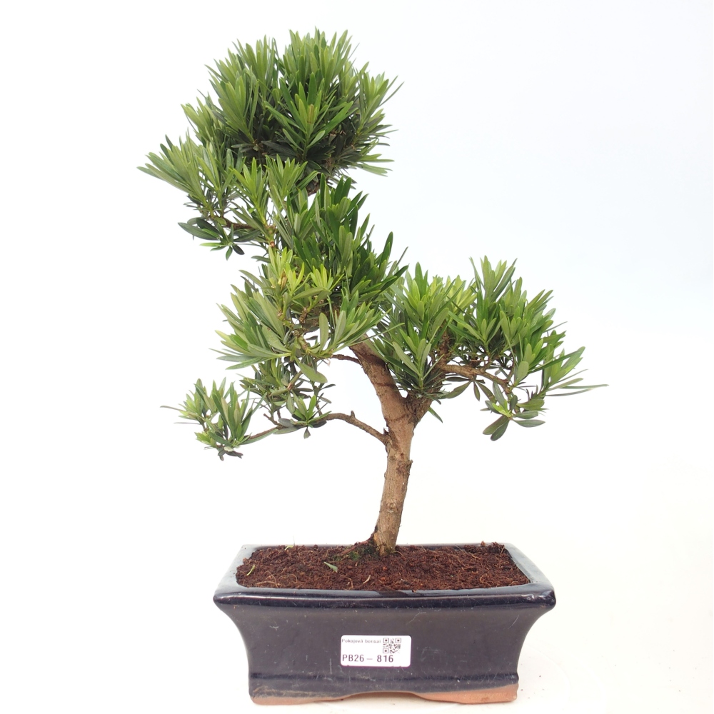 Szobai bonsai - Podocarpus - Kőtiszafa