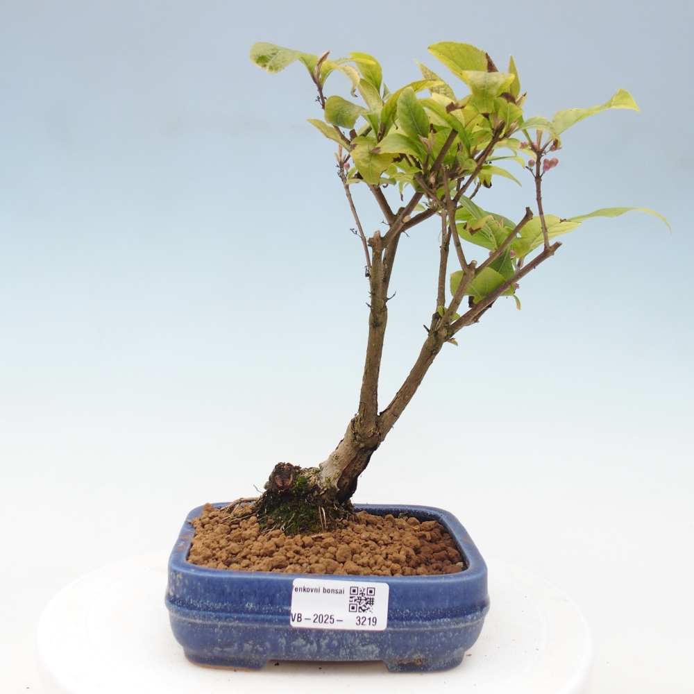 Kültéri bonsai - Callicarpa japonica