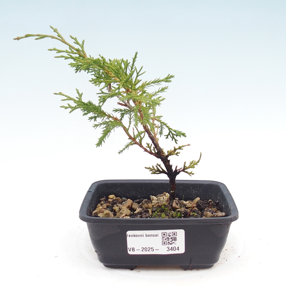 Kültéri bonsai - Juniperus chinensis Itoigawa