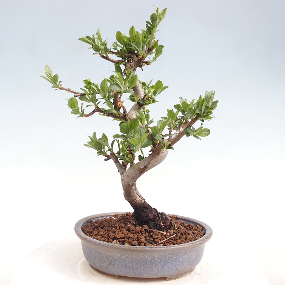 Kültéri bonsai - Malus sargentii - Kis gyümölcsű almafa