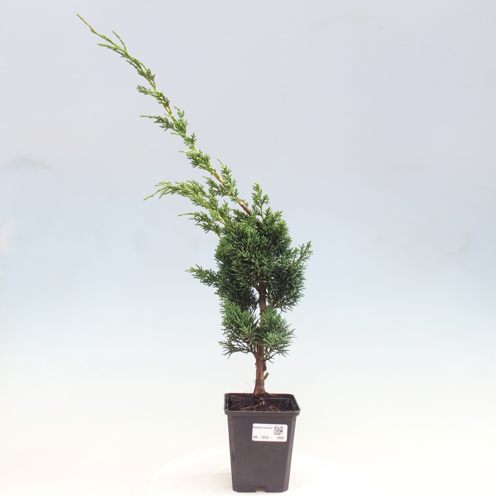 Kültéri bonsai - Juniperus chinensis Kishu