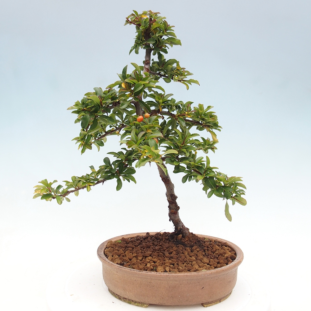 Kültéri bonsai-Pyracantha Teton - Hlox