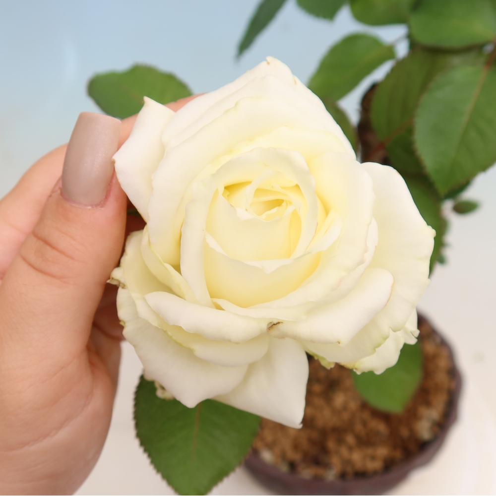Kültéri bonsai - Rosa Kordes - rózsa