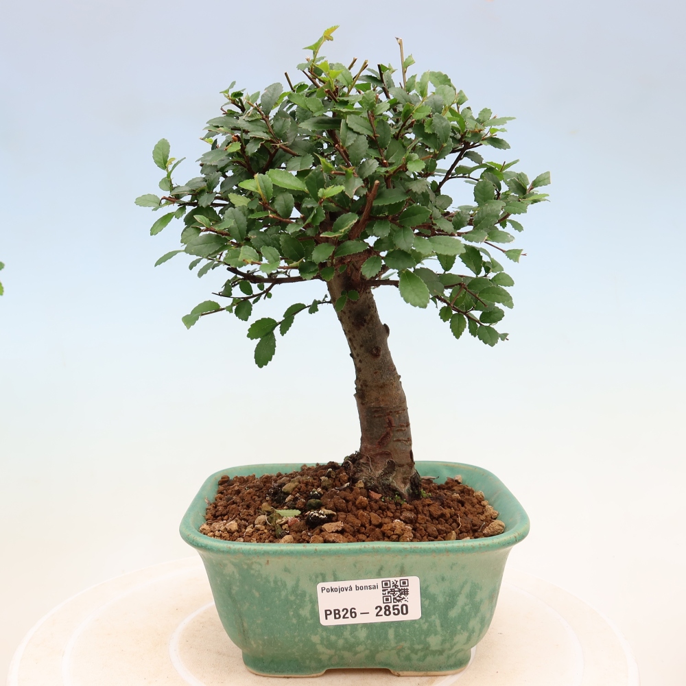 Szobai bonsai - Ulmus parvifolia - Kislevelű szilfa