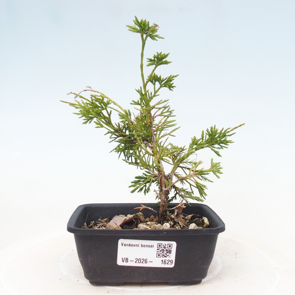 Kültéri bonsai - Juniperus chinensis Itoigawa