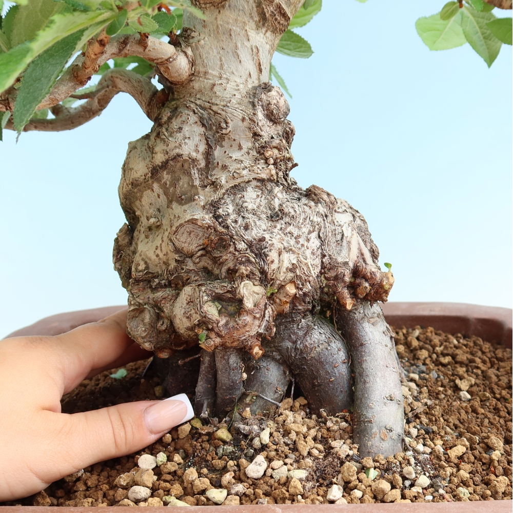 Kültéri bonsai - Photinia villosa