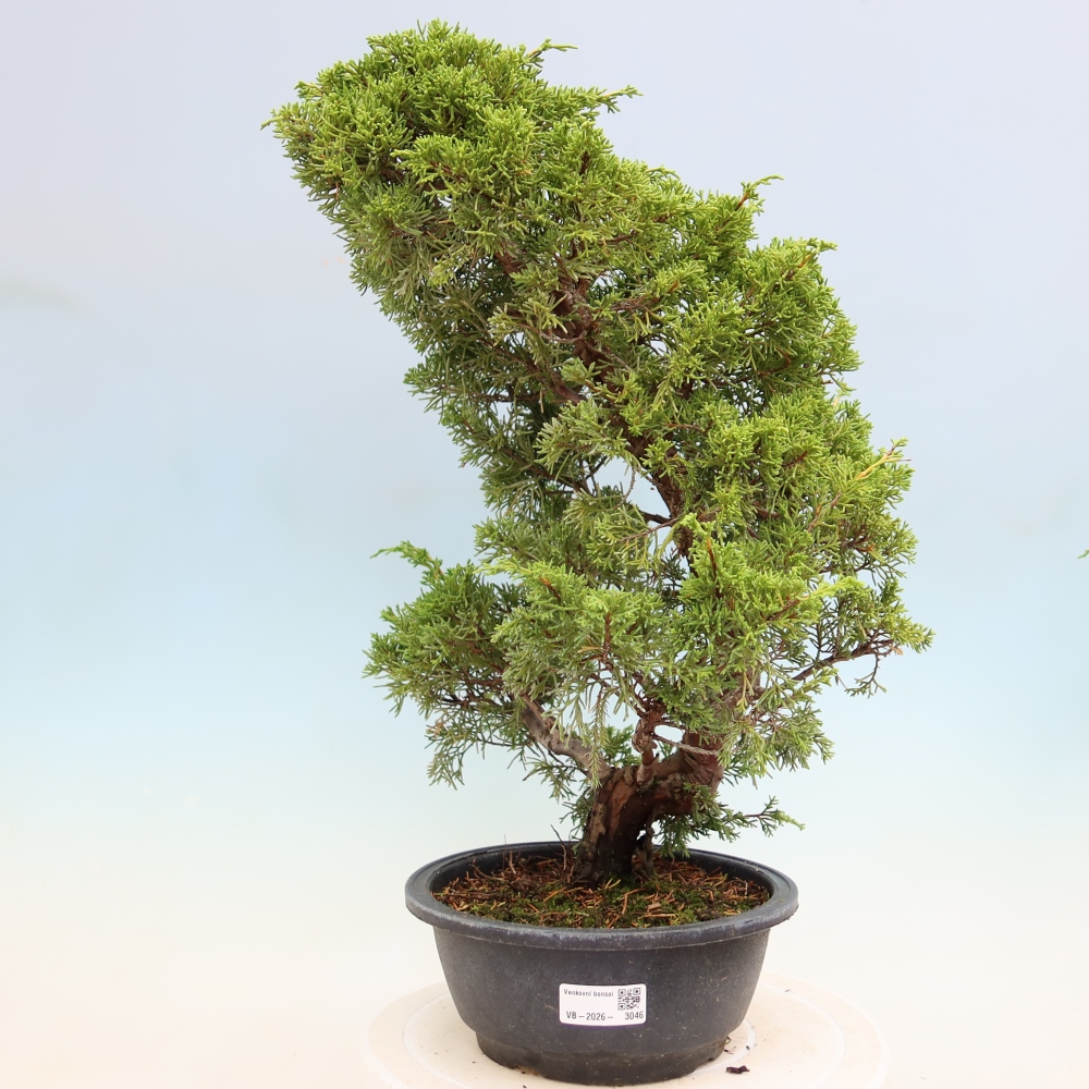 Kültéri bonsai - Juniperus chinensis Itoigawa-Juniperus chinensis