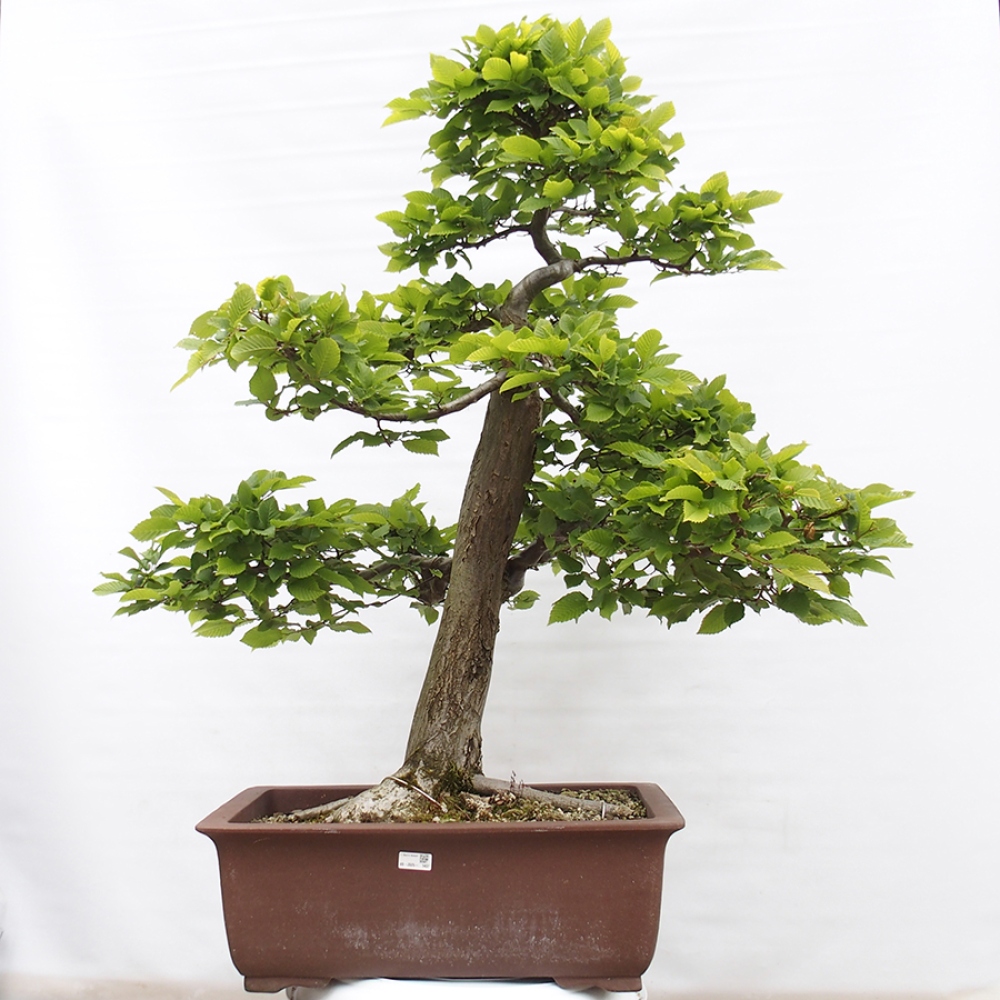 Kültéri bonsai - gyertyán - Carpinus betulus