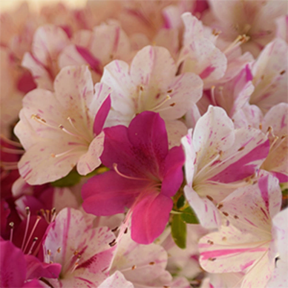 Kültéri bonsai - Japán azálea - Azálea Kaminoyamakirin
