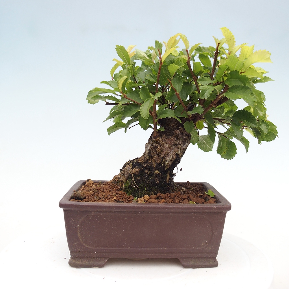 Kültéri bonsai - Zelkova - Zelkova NIRE