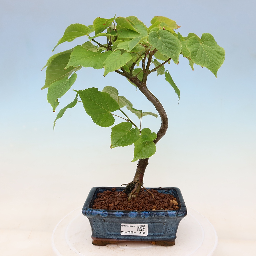 Kültéri bonsai – Szívlevelű hárs – Tilia cordata