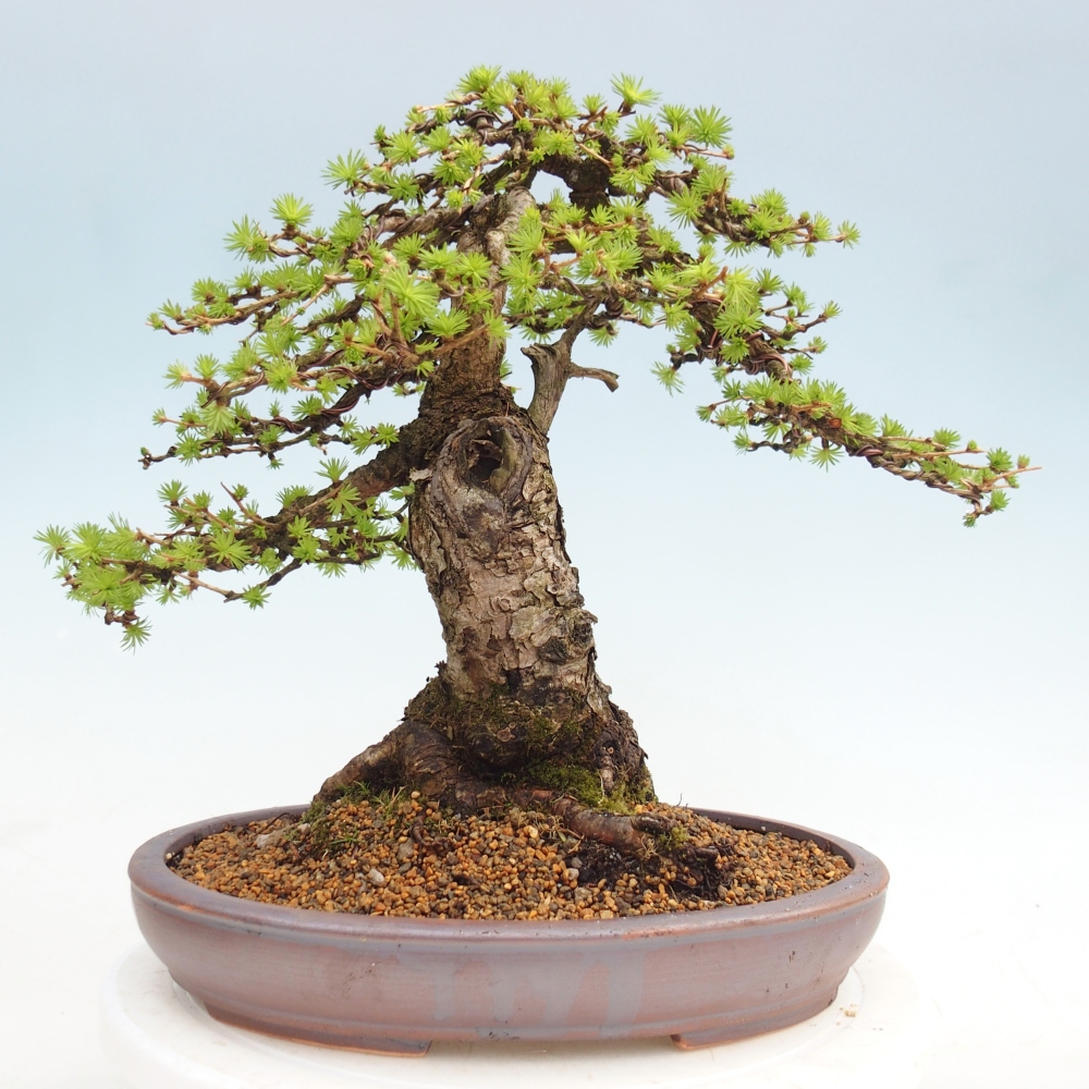 Kültéri bonsai - Larix decidua - vörösfenyő