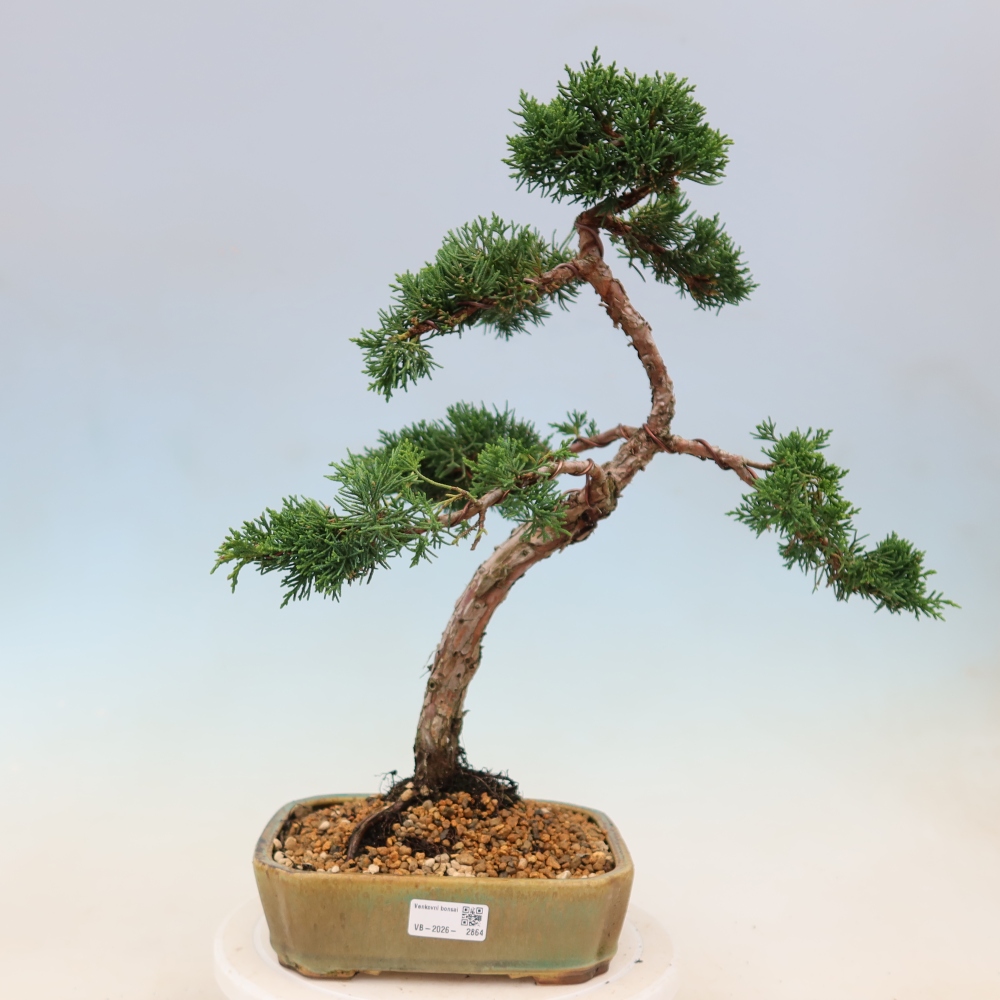 Kültéri bonsai - Juniperus chinensis Kishu