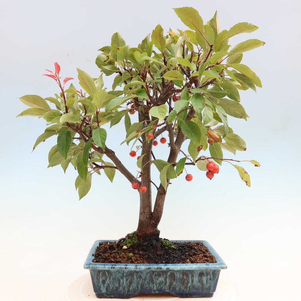 Kültéri bonsai -Malus domestica - Kis gyümölcsű piros levelű almafa