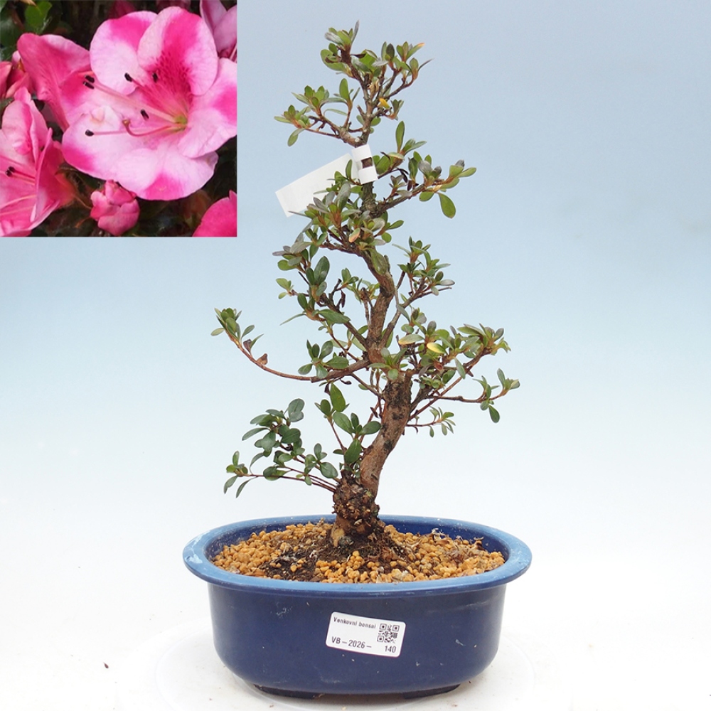 Kültéri bonsai - Japán azálea - Azalea Kobai